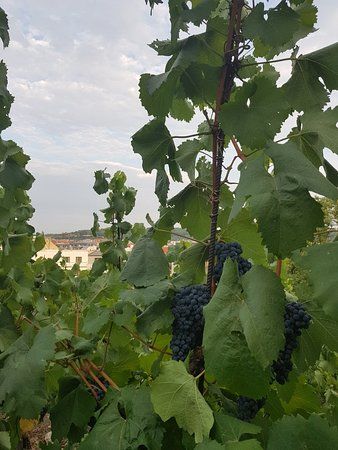 Grebovka wine cellar